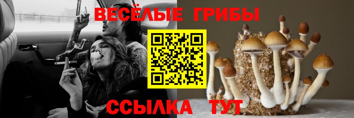 Псилоцибиновые грибы Psilocybine cubensis Северодвинск